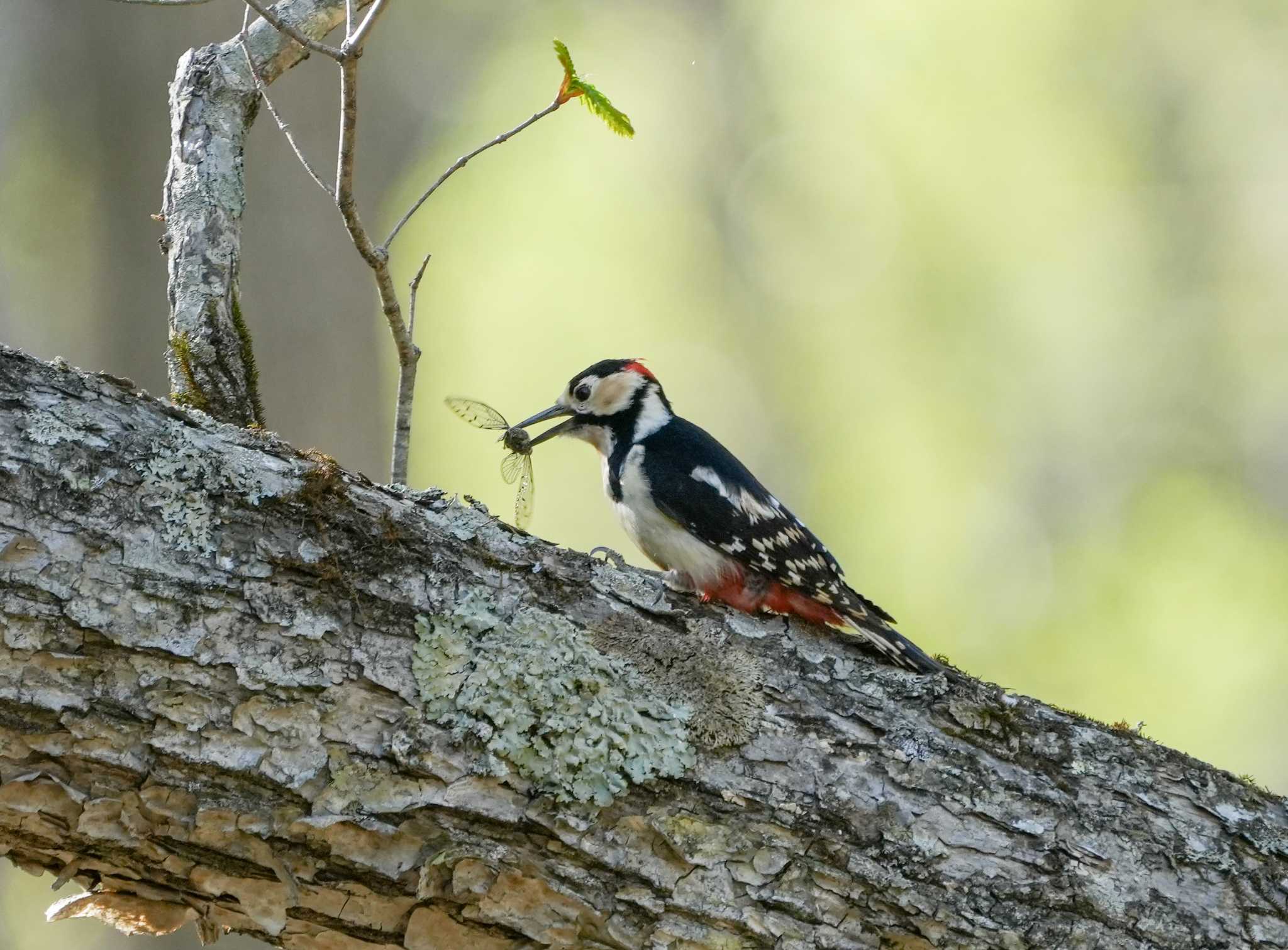 Photo of Great Spotted Woodpecker at Senjogahara Marshland