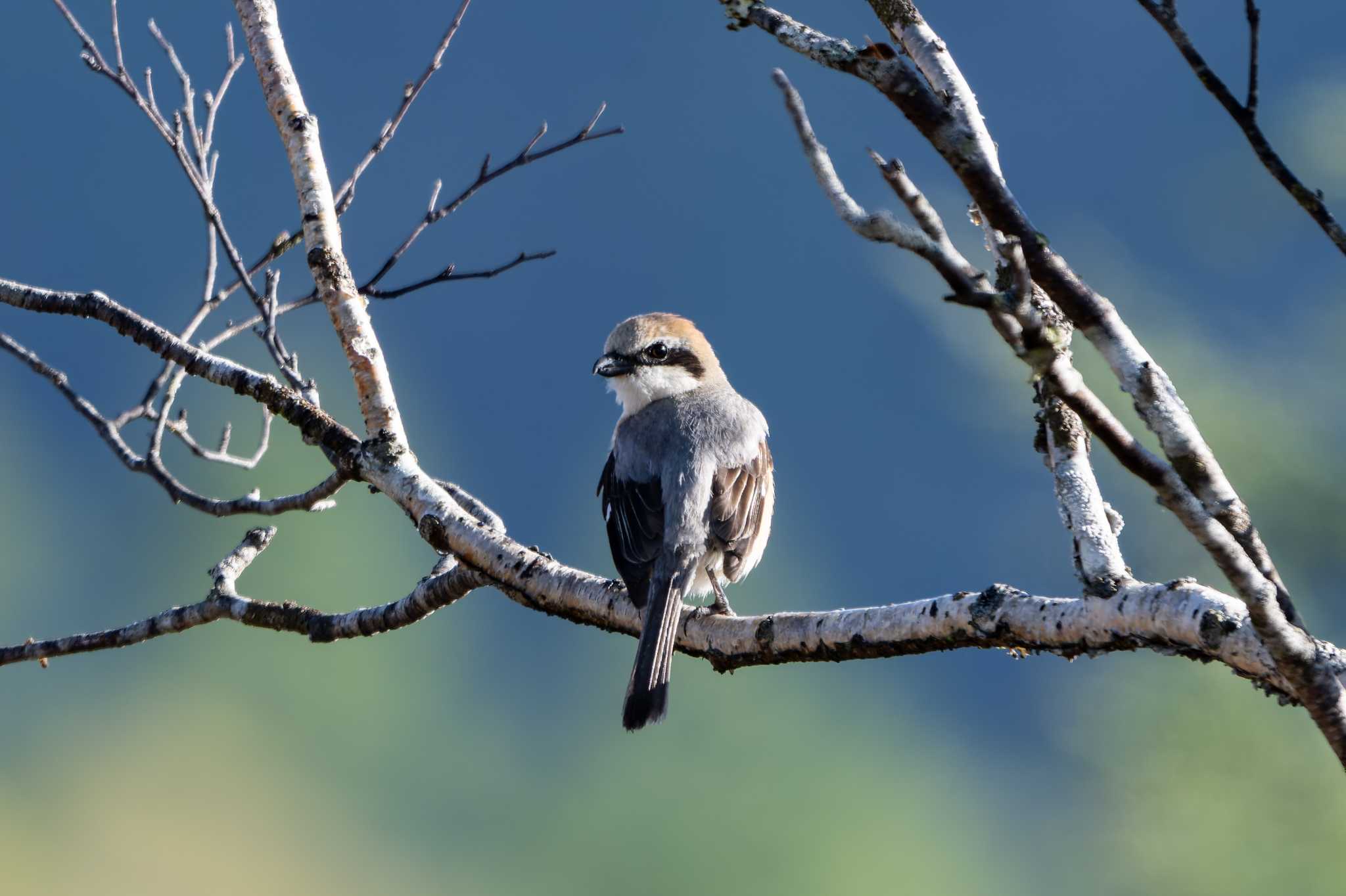 Photo of Bull-headed Shrike at 栃木県日光市