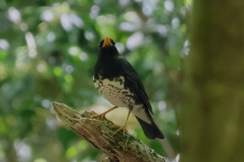 Japanese Thrush Saitama Prefecture Forest Park Sun, 5/5/2024