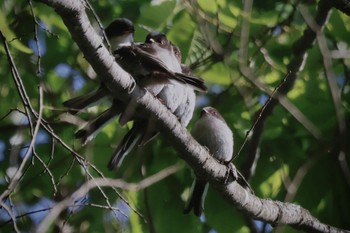 2024年5月18日(土) 埼玉県民の森の野鳥観察記録