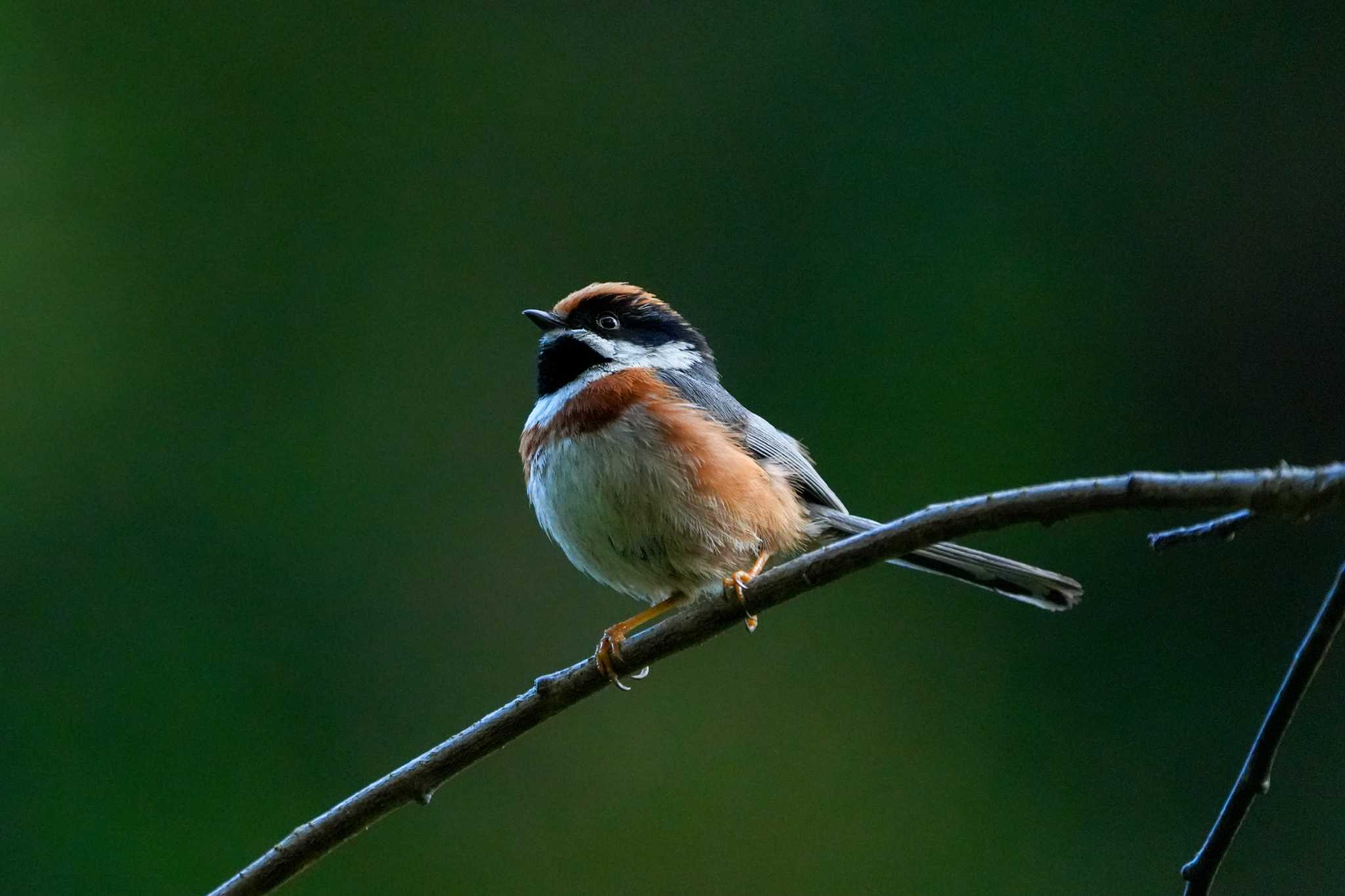 Photo of Black-throated Bushtit at 武陵農場