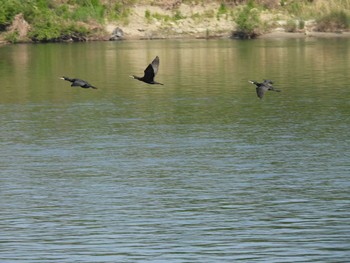 カワウ 淀川 2024年5月5日(日)