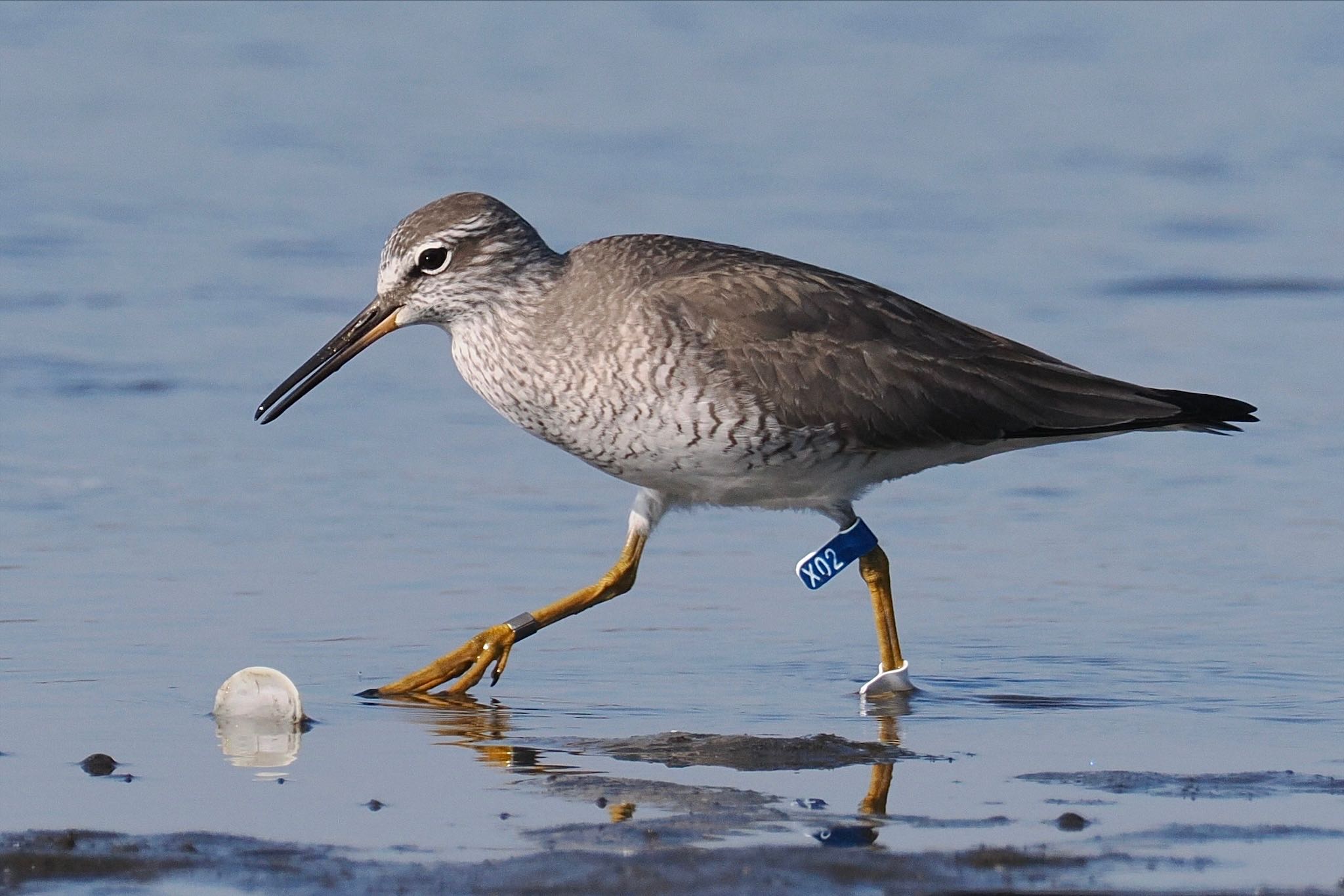 Photo of Grey-tailed Tattler at Sambanze Tideland