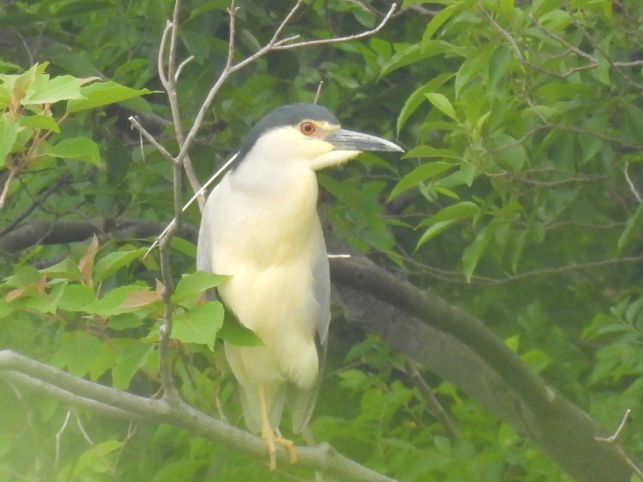 Black-crowned Night Heron