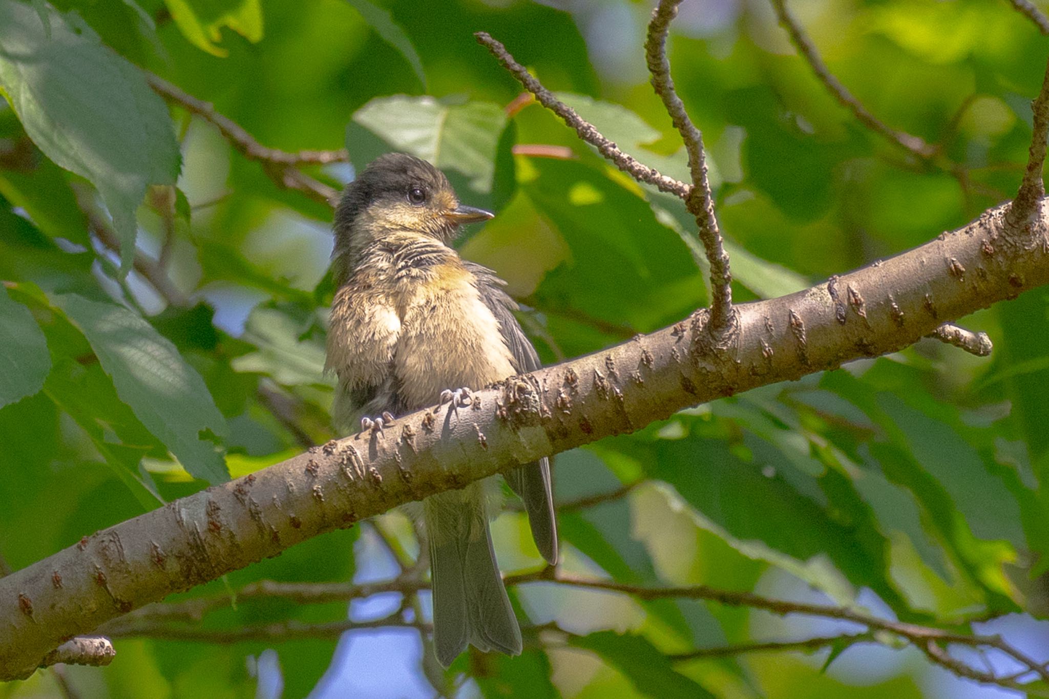 ヤマガラの幼鳥かな？