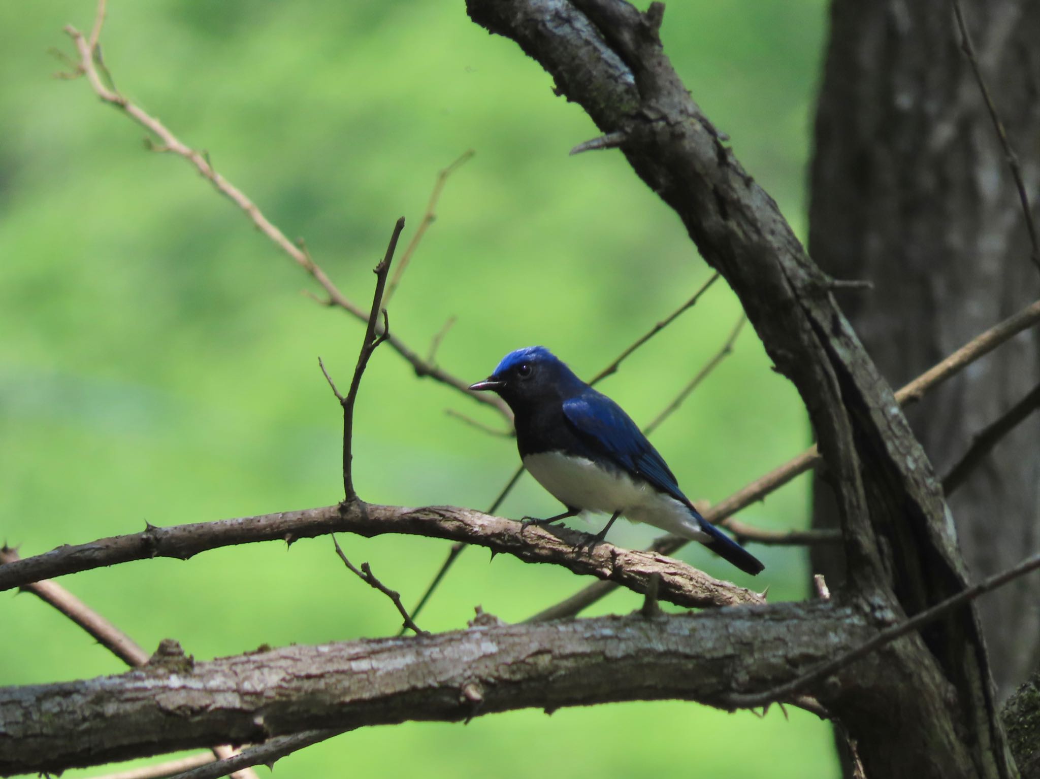 Photo of Blue-and-white Flycatcher at 海上の森