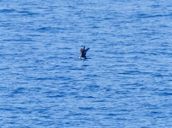 2024年5月3日(金) 城ヶ島の野鳥観察記録