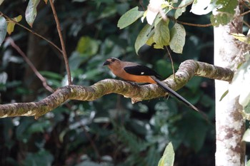 Bornean Treepie Kinabaru park Wed, 2/28/2024