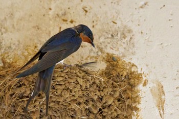 Barn Swallow 近所 Sun, 5/12/2024