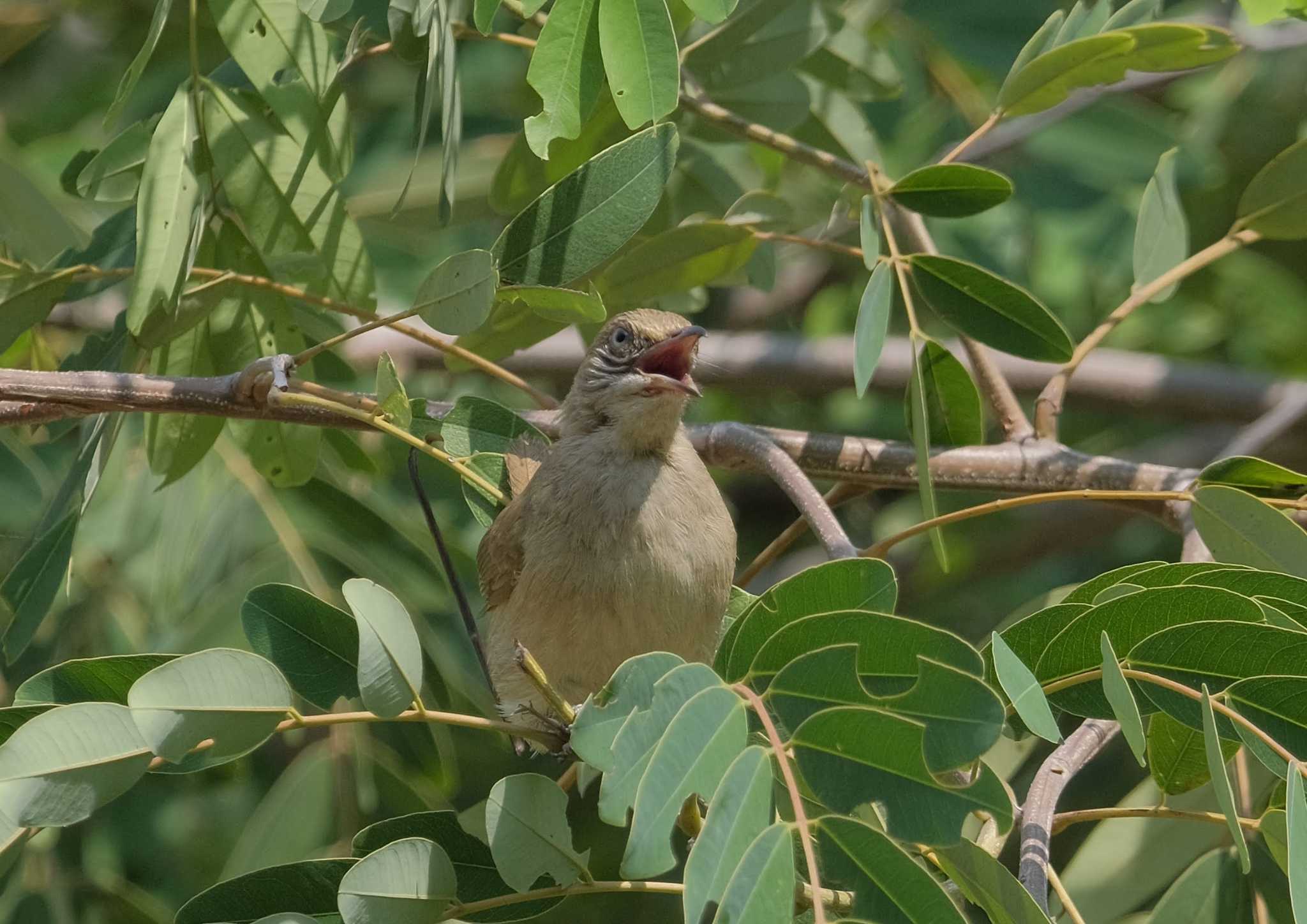 Photo of Ayeyarwady Bulbul at Wachirabenchathat Park(Suan Rot Fai) by BK MY