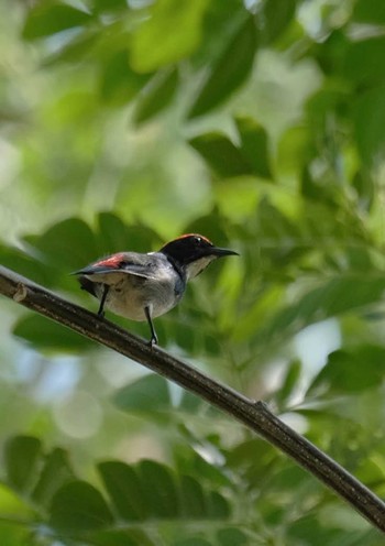 Scarlet-backed Flowerpecker Wachirabenchathat Park(Suan Rot Fai) Wed, 5/15/2024