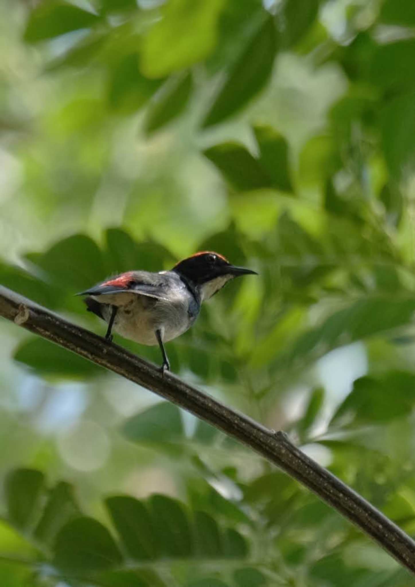 Photo of Scarlet-backed Flowerpecker at Wachirabenchathat Park(Suan Rot Fai)