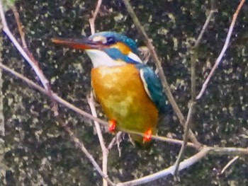 Common Kingfisher いたち川(横浜 本郷台) Tue, 5/21/2024