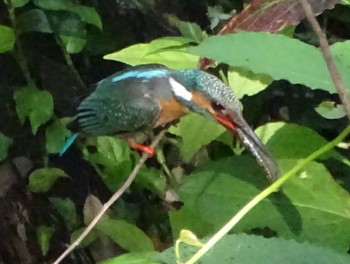 Common Kingfisher いたち川(横浜 本郷台) Tue, 5/21/2024