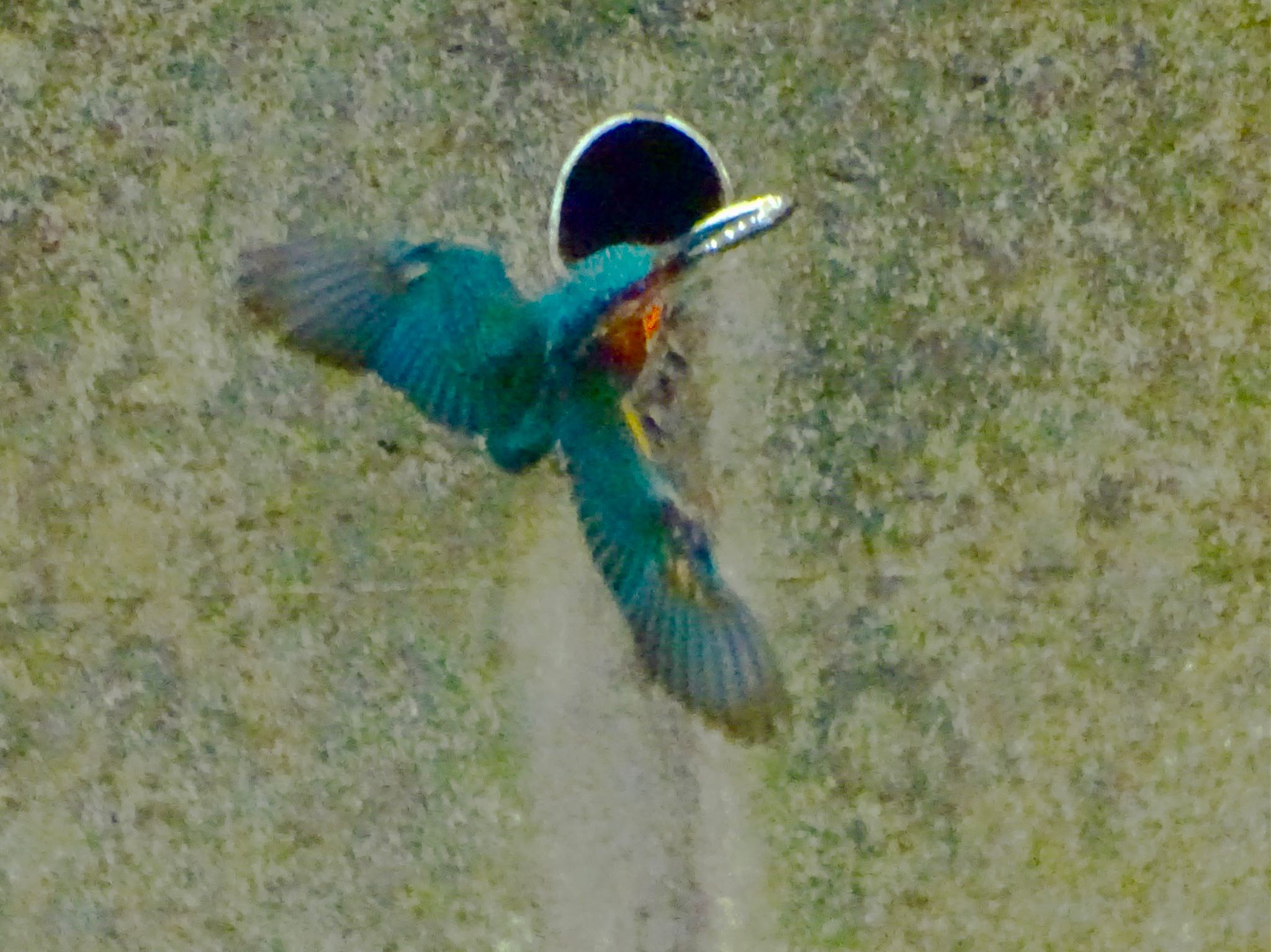 Photo of Common Kingfisher at いたち川(横浜 本郷台)