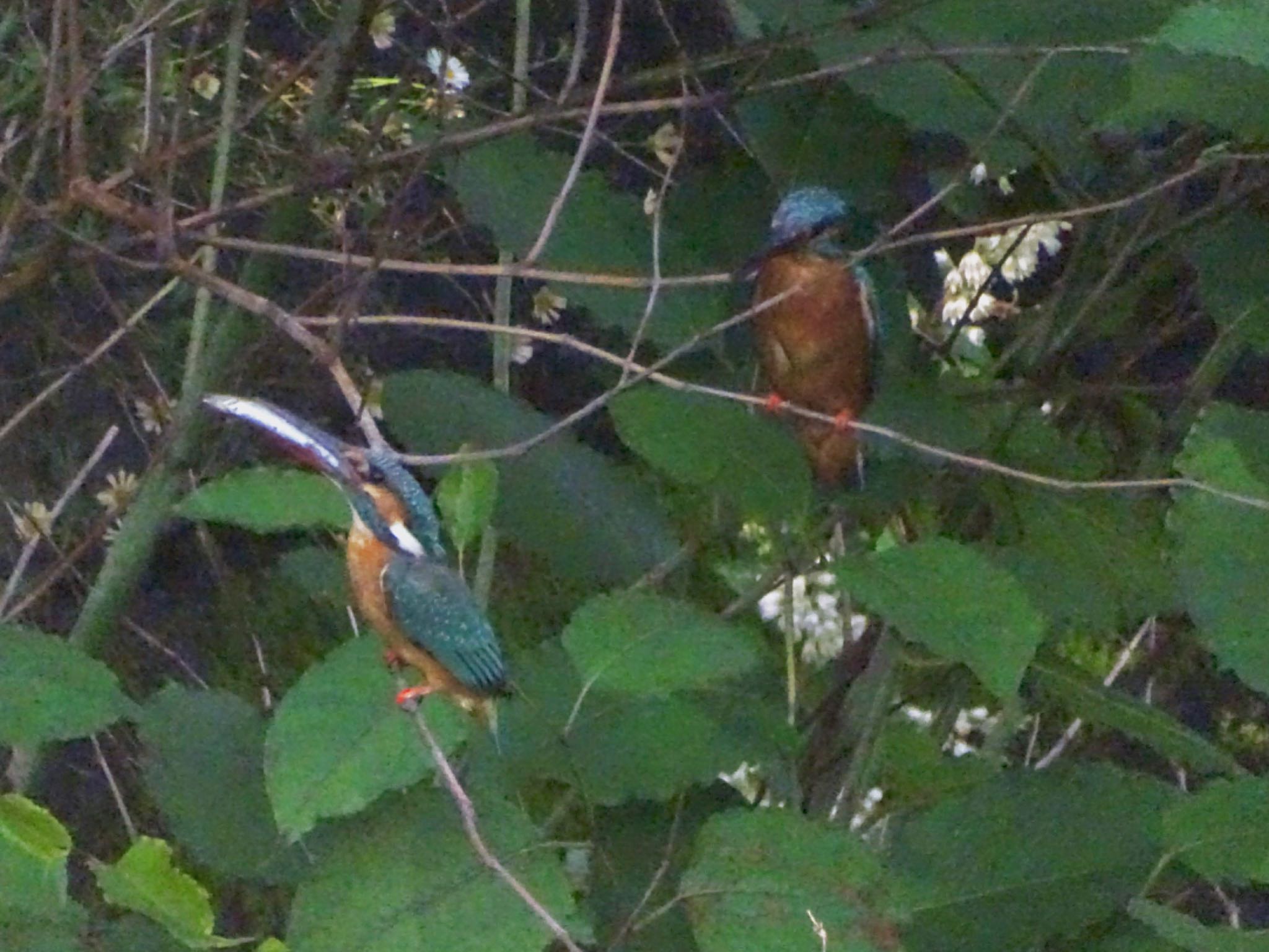 Photo of Common Kingfisher at いたち川(横浜 本郷台)