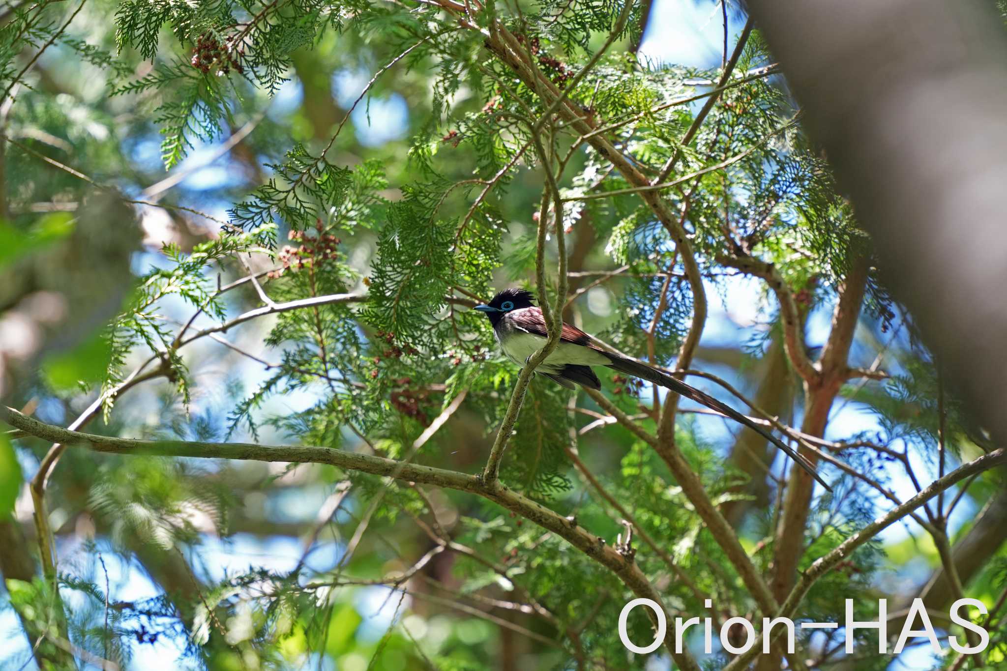 前の画像の元画角画像です　α９Ⅲ　600mm　F5.6　JPEG手持ち撮影