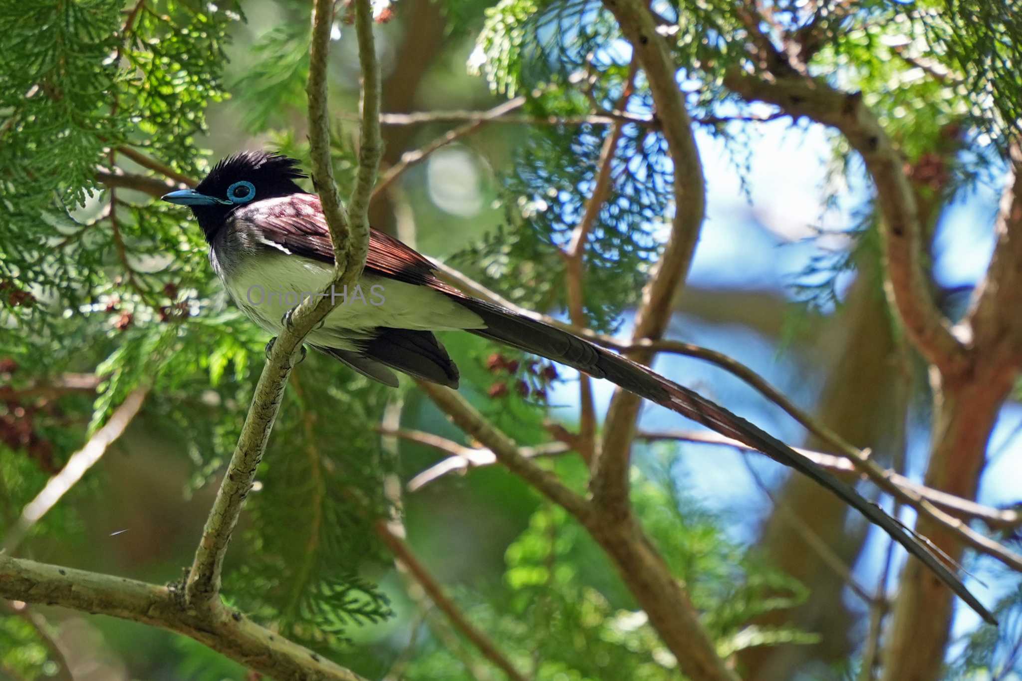 α９Ⅲ + FE 300mm F2.8 GM OSS + ２倍　600ｍｍ　F5.6　JPEG手持ち撮影 by Orion-HAS