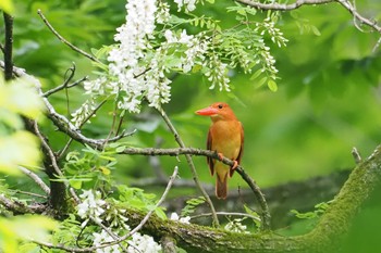 アカショウビン 松之山 2024年5月19日(日)