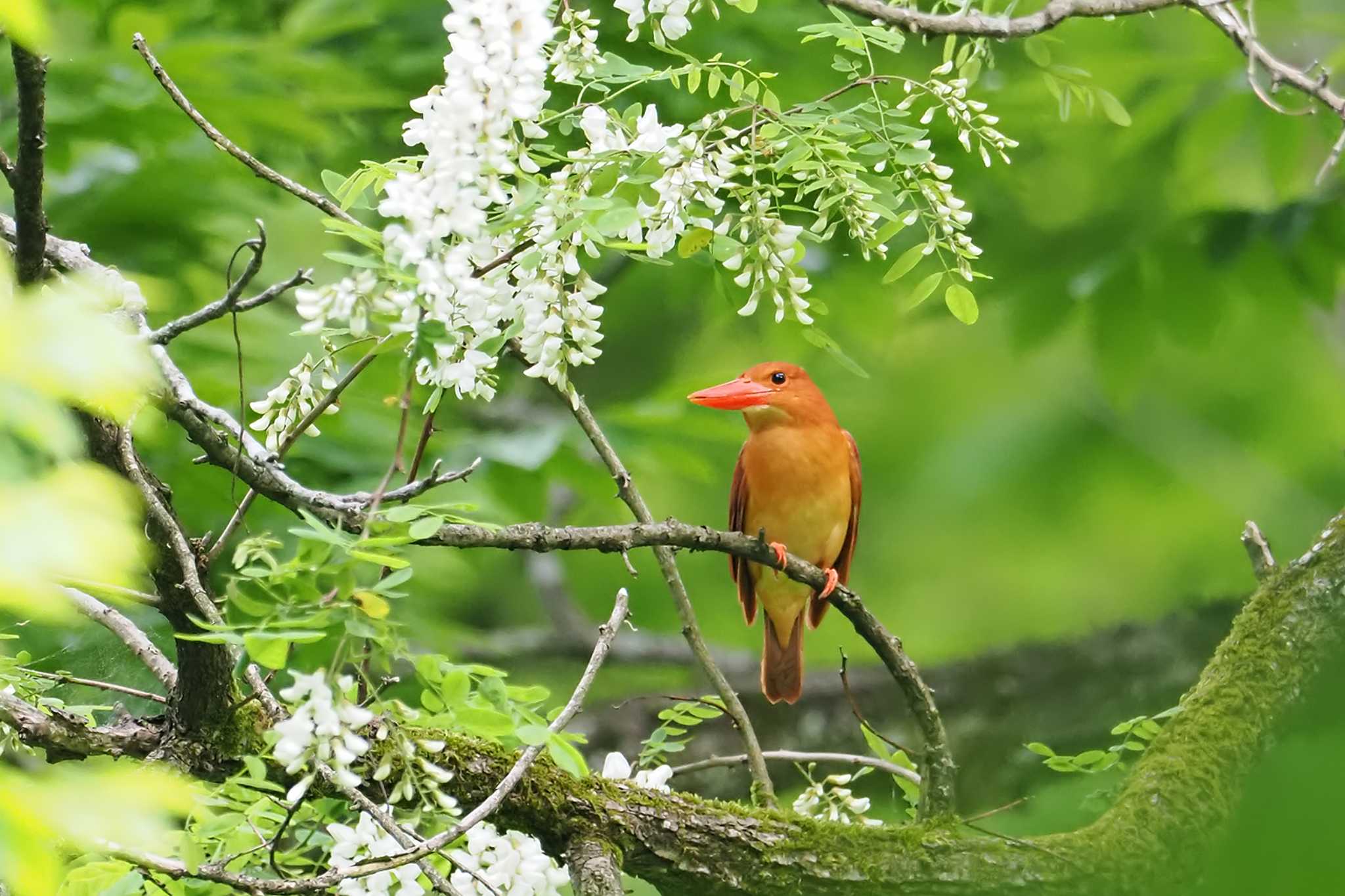 鳥神さま！