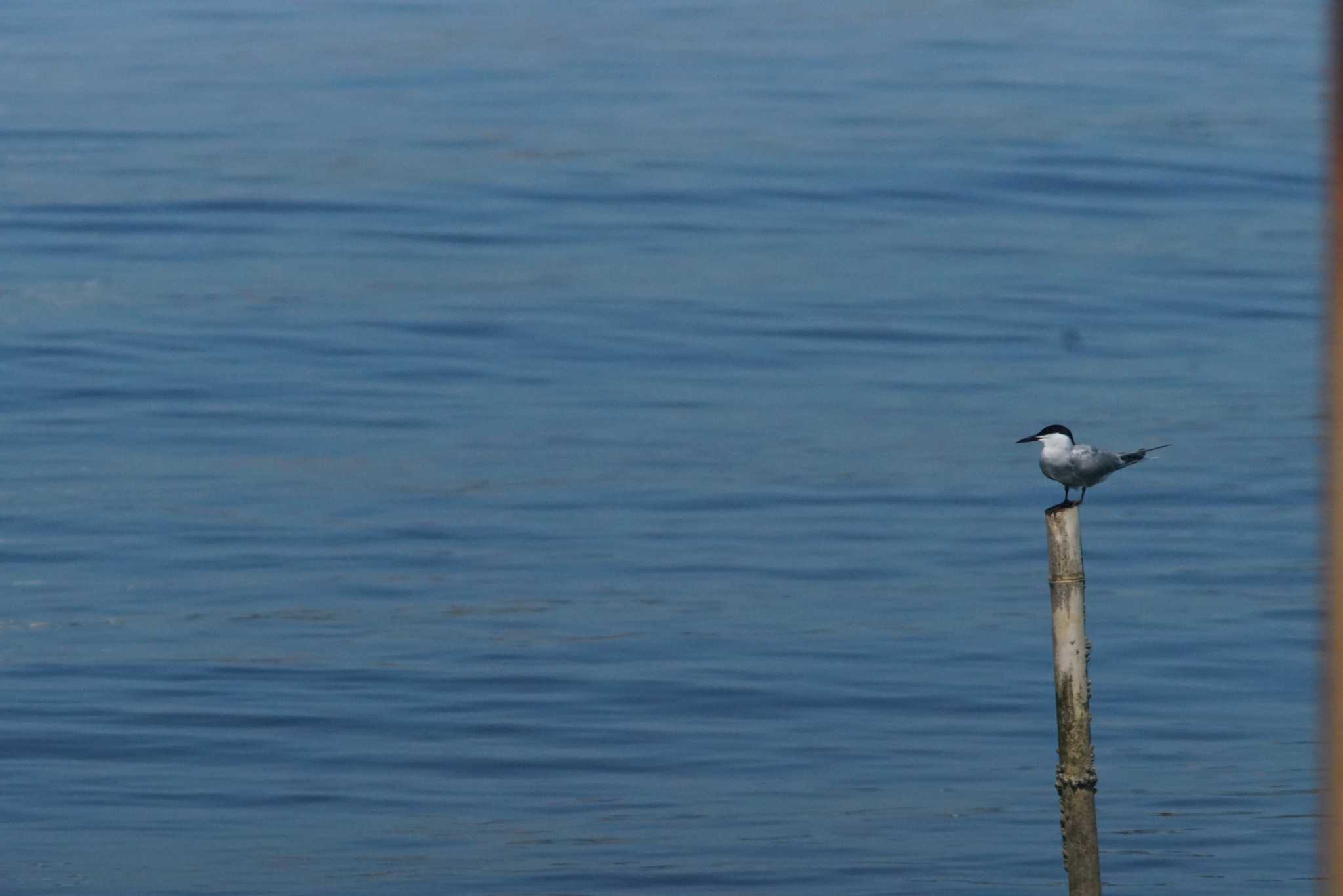 Photo of Common Tern at Kasai Rinkai Park