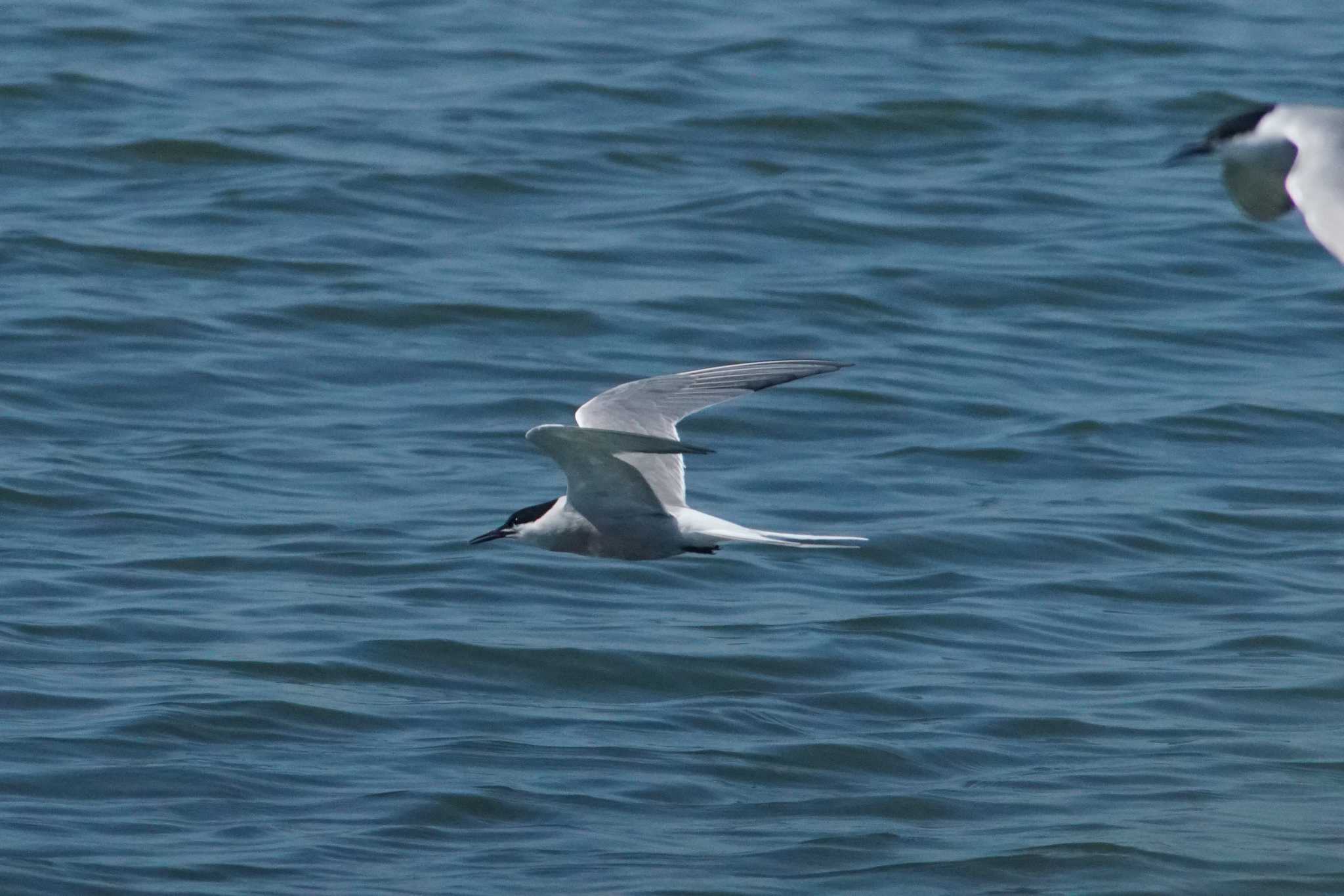 Photo of Common Tern at Kasai Rinkai Park by bea