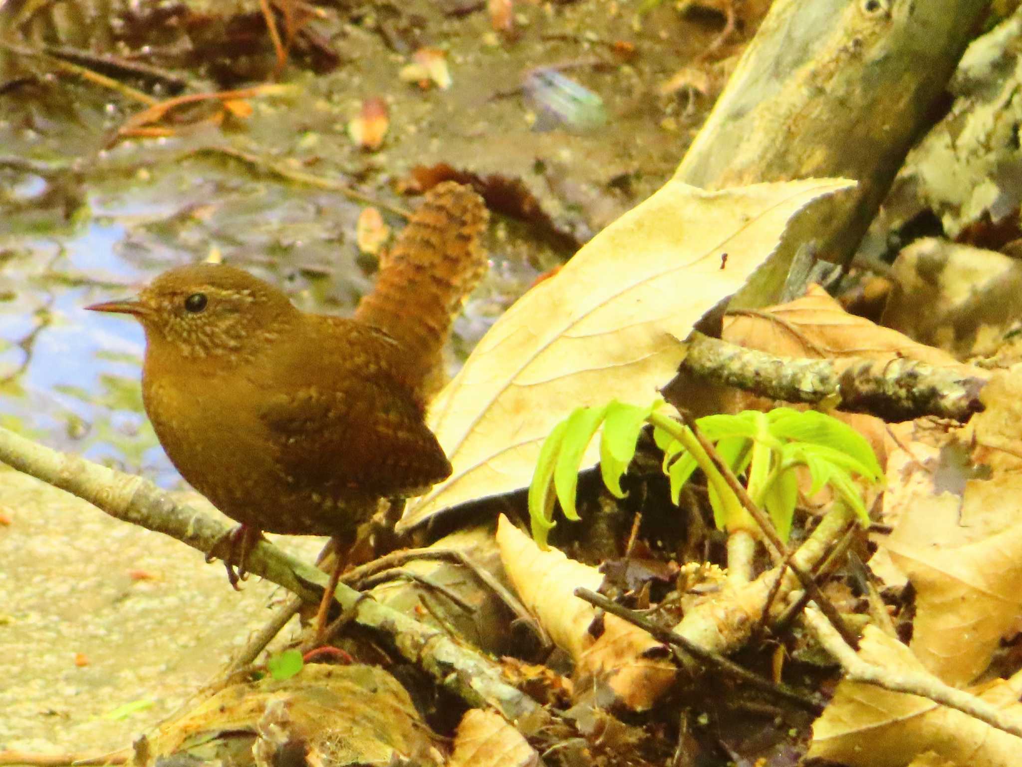 Photo of Eurasian Wren at 大蔵高丸