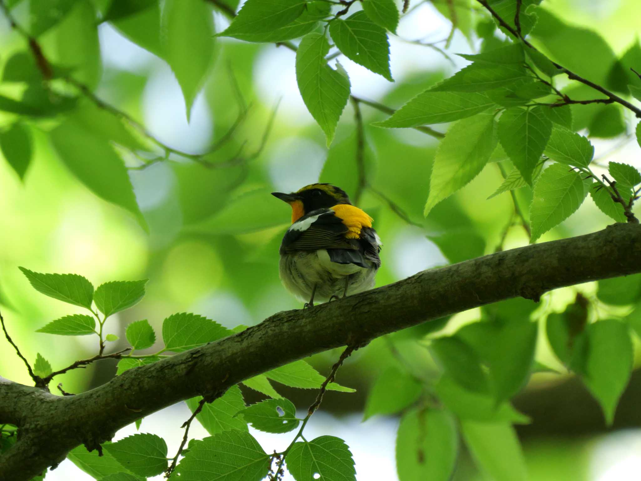 Photo of Narcissus Flycatcher at 秩父