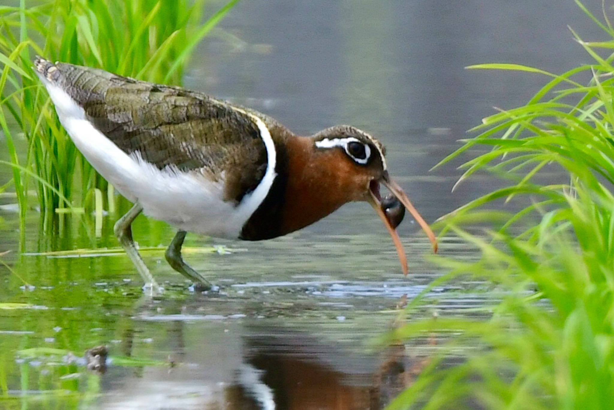 Photo of Greater Painted-snipe at 福岡県