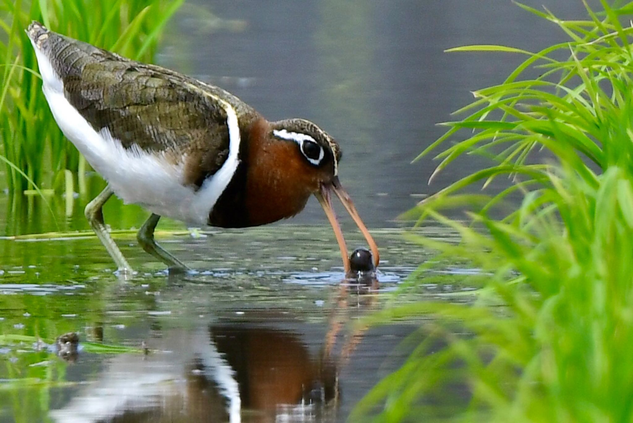 Photo of Greater Painted-snipe at 福岡県