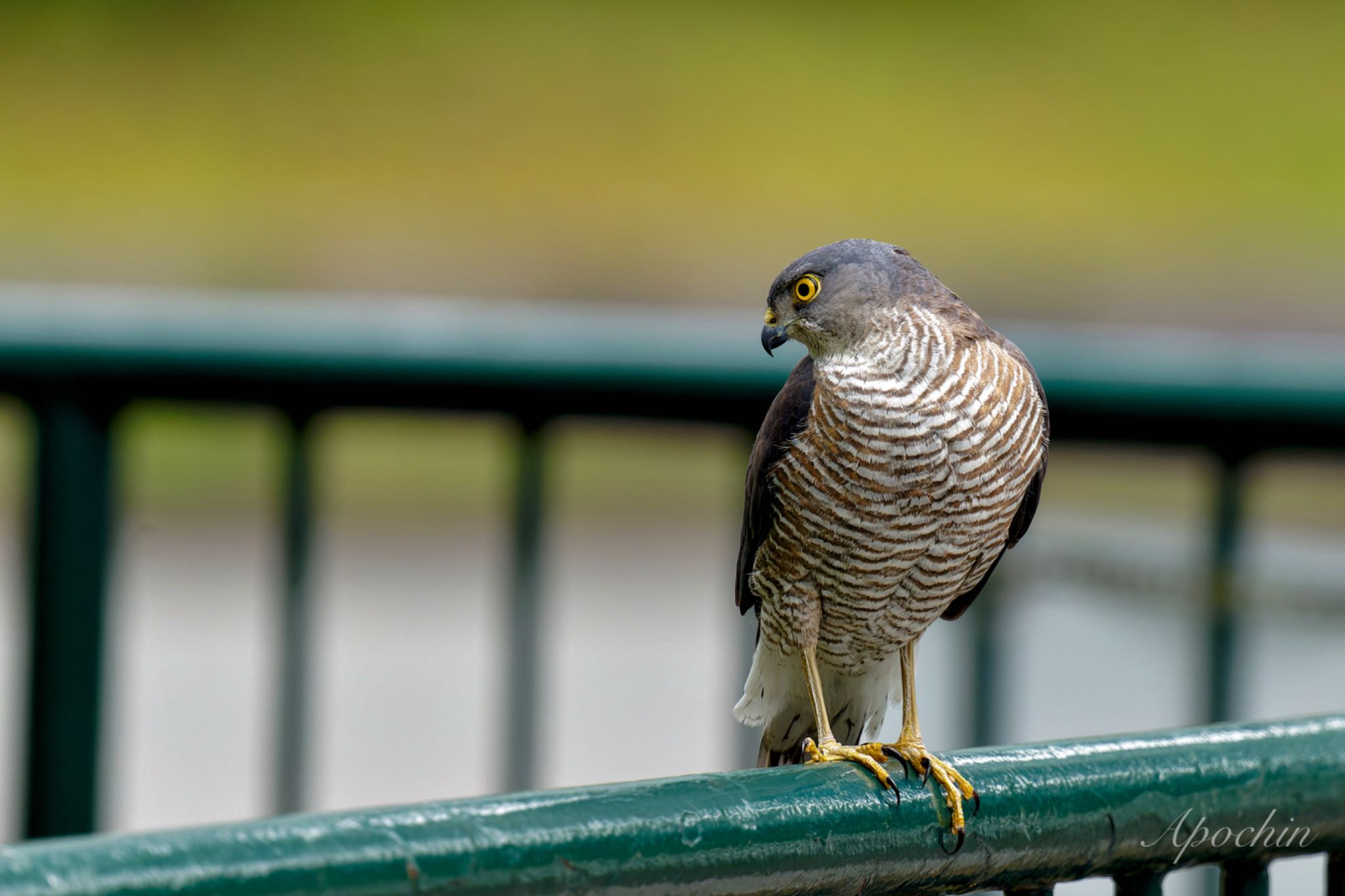 Photo of Japanese Sparrowhawk at 近所