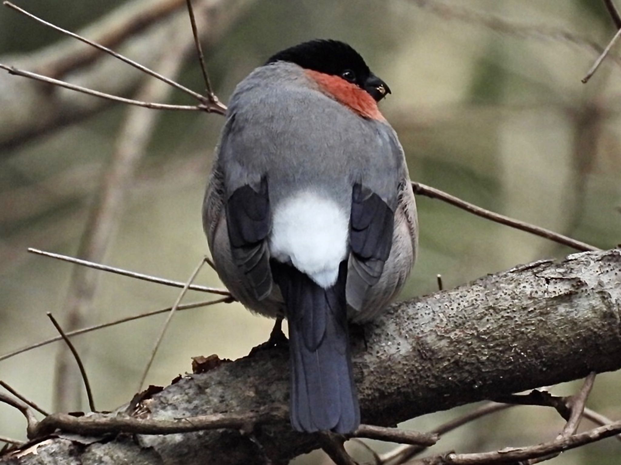 Photo of Eurasian Bullfinch at 箱根野鳥の森 by j.aki