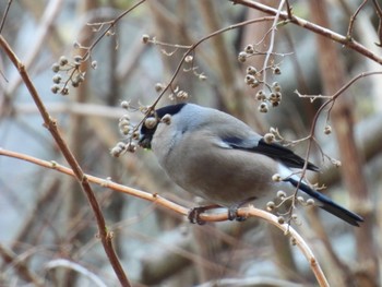 Eurasian Bullfinch Hayatogawa Forest Road Mon, 3/18/2024