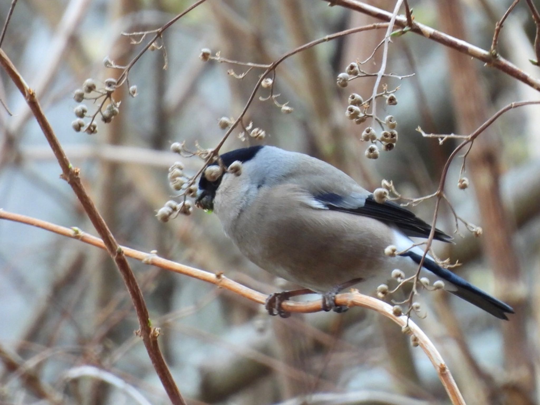 Photo of Eurasian Bullfinch at Hayatogawa Forest Road by j.aki