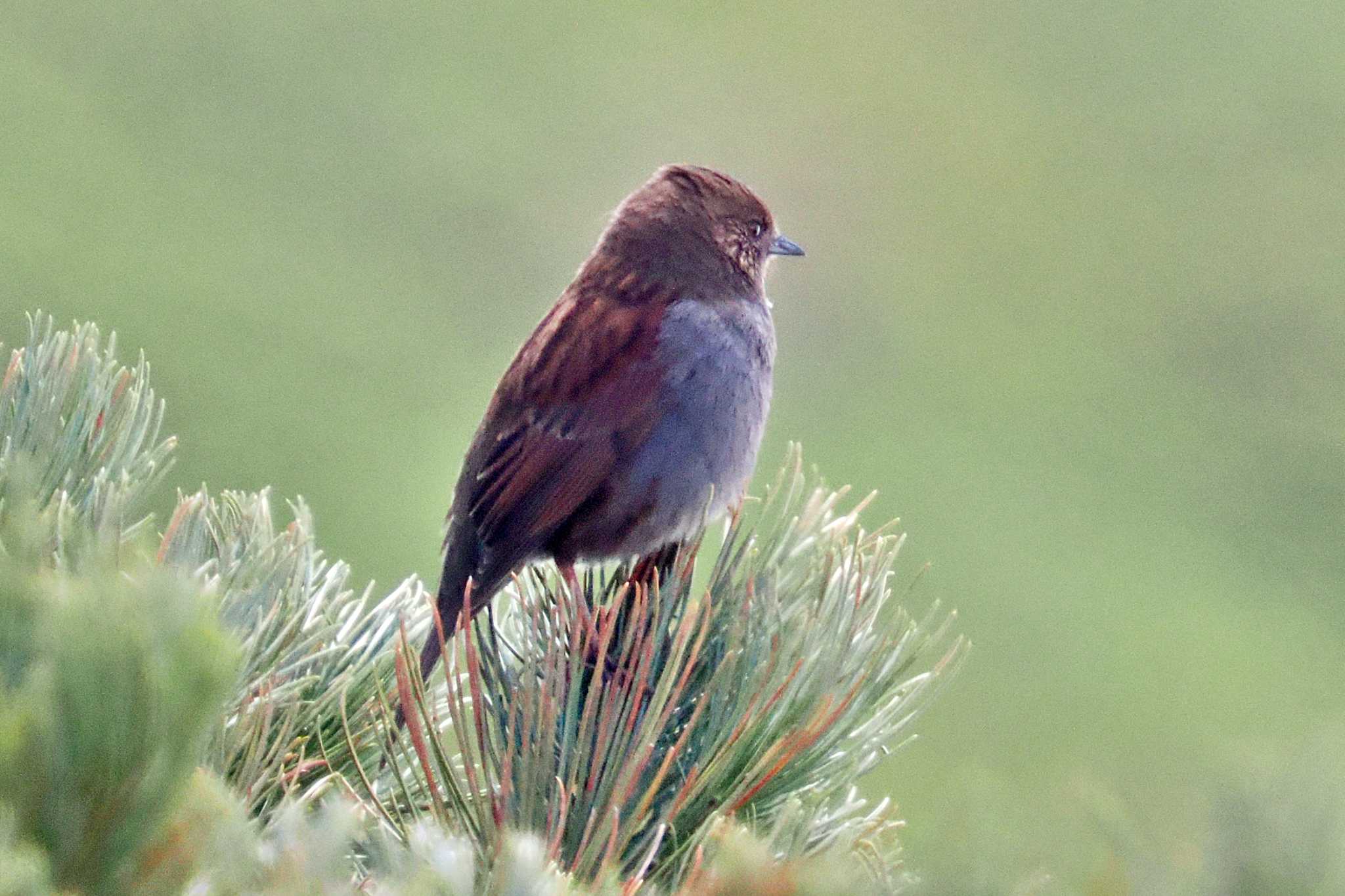 Photo of Japanese Accentor at Murododaira