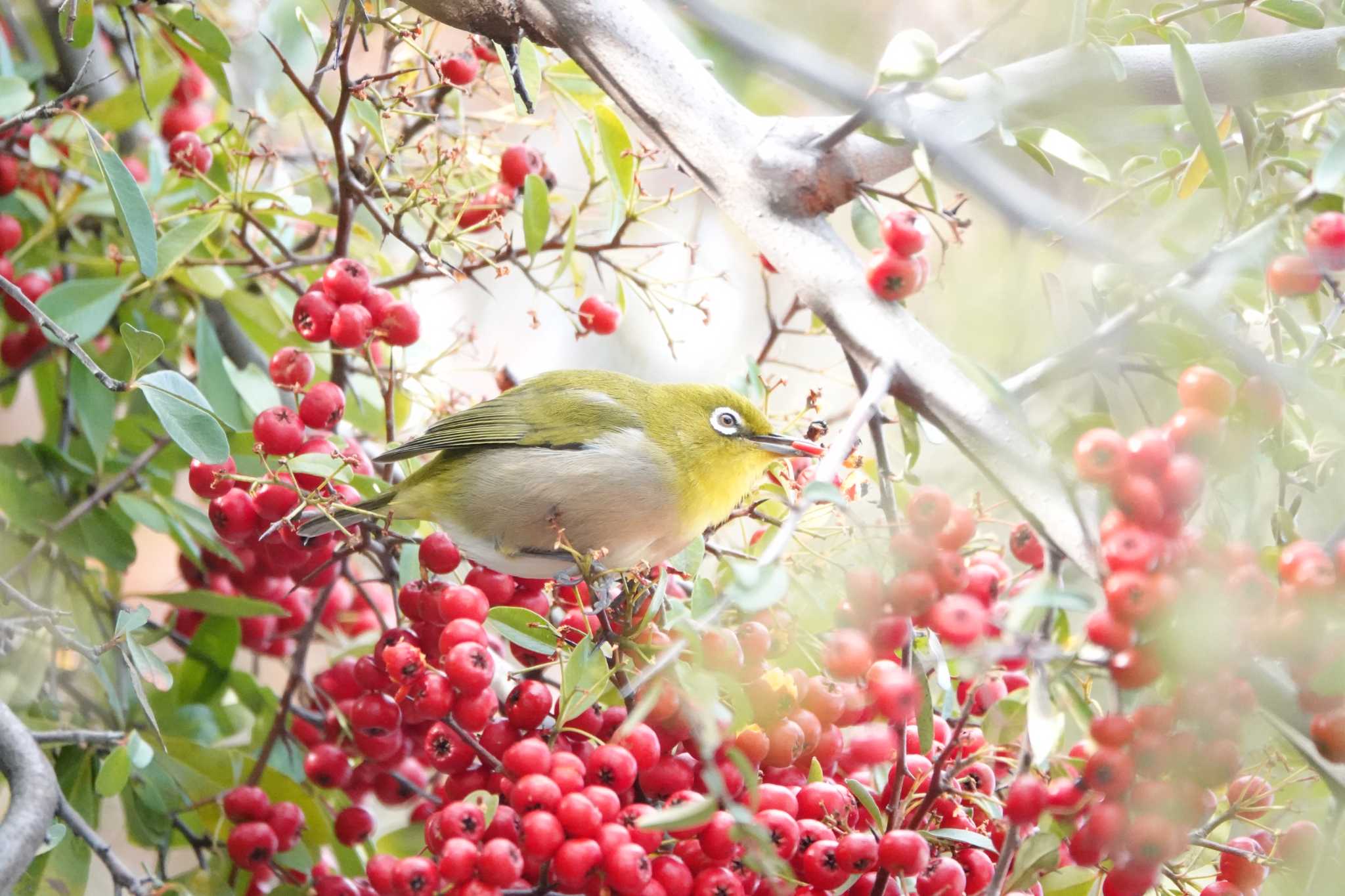 Photo of Warbling White-eye at 大阪府高槻市