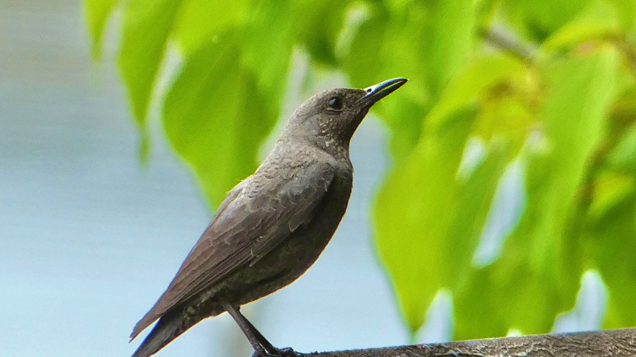 Blue Rock Thrush