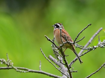 Meadow Bunting 大和民俗公園 Sat, 4/27/2024