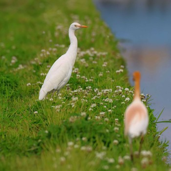 アマサギ 浮島ヶ原自然公園 2024年5月21日(火)