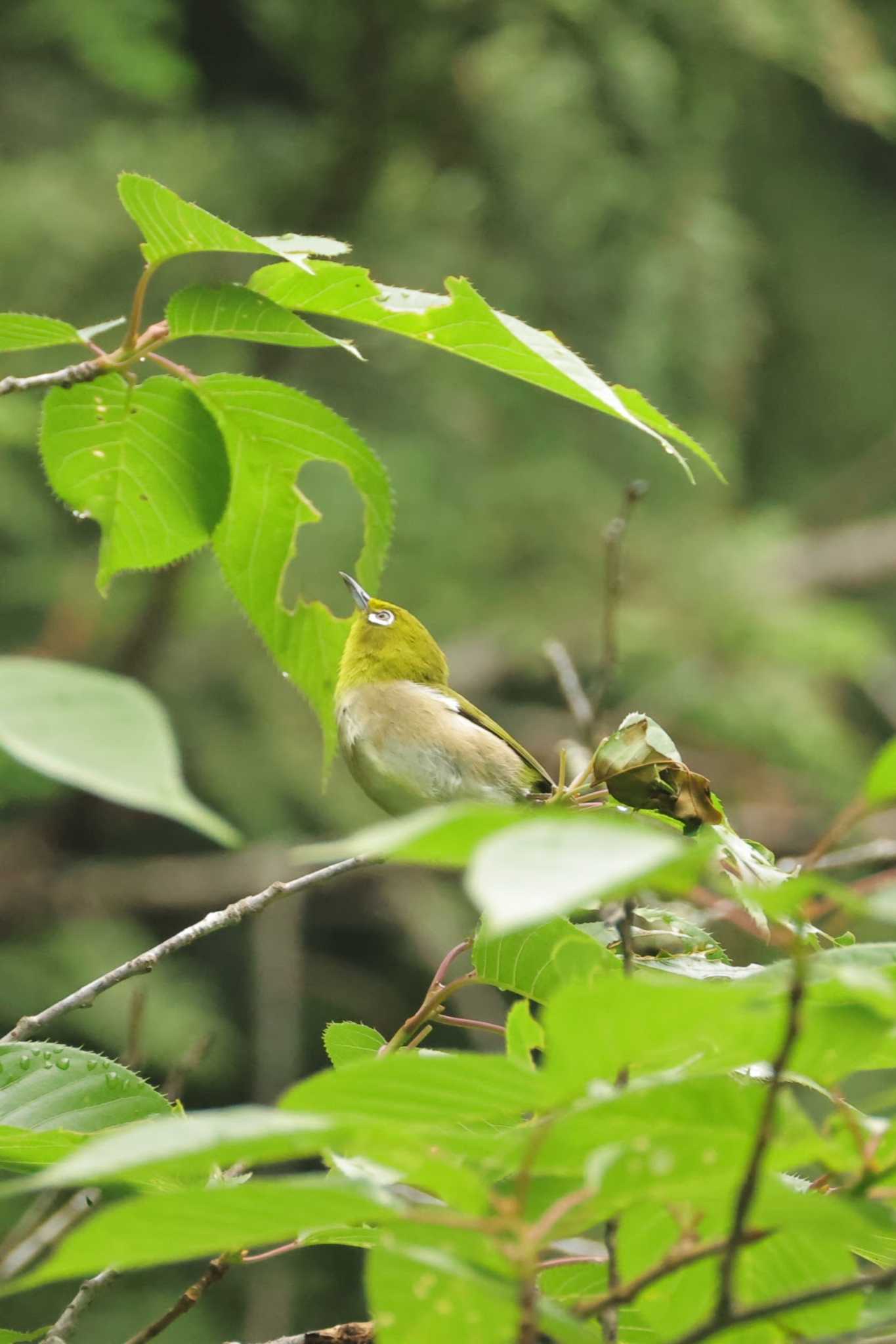 Photo of Warbling White-eye at 八王寺城跡公園 by minomushibouz