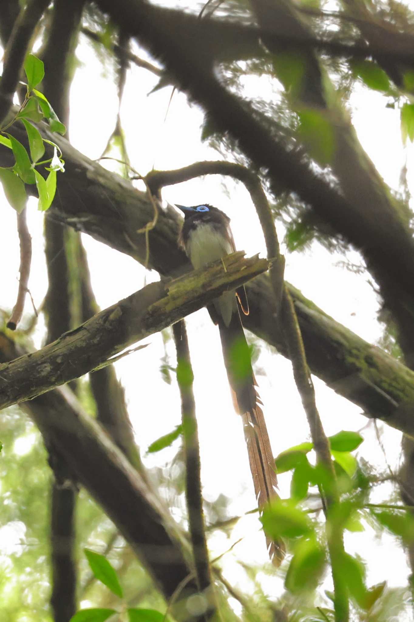 Black Paradise Flycatcher