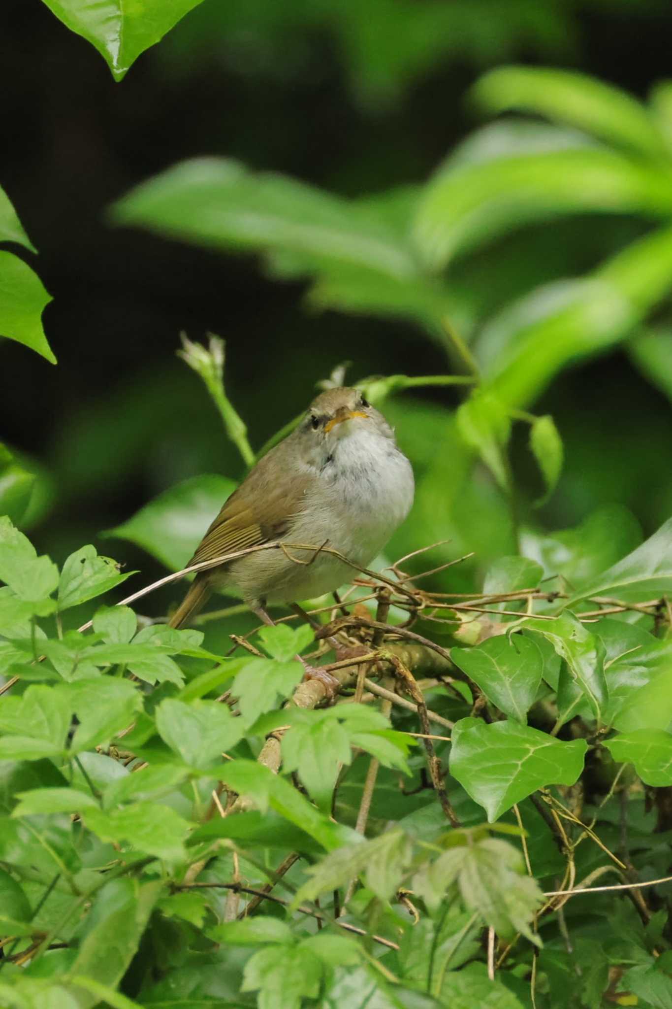 Japanese Bush Warbler