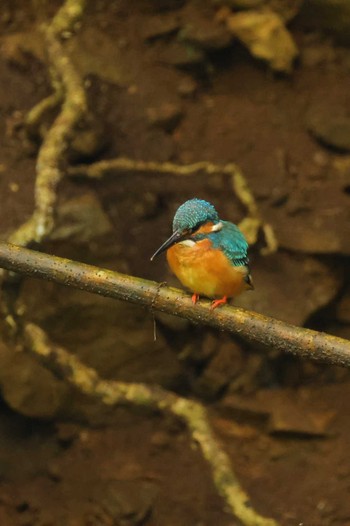 Common Kingfisher 八王寺城跡公園 Mon, 5/20/2024