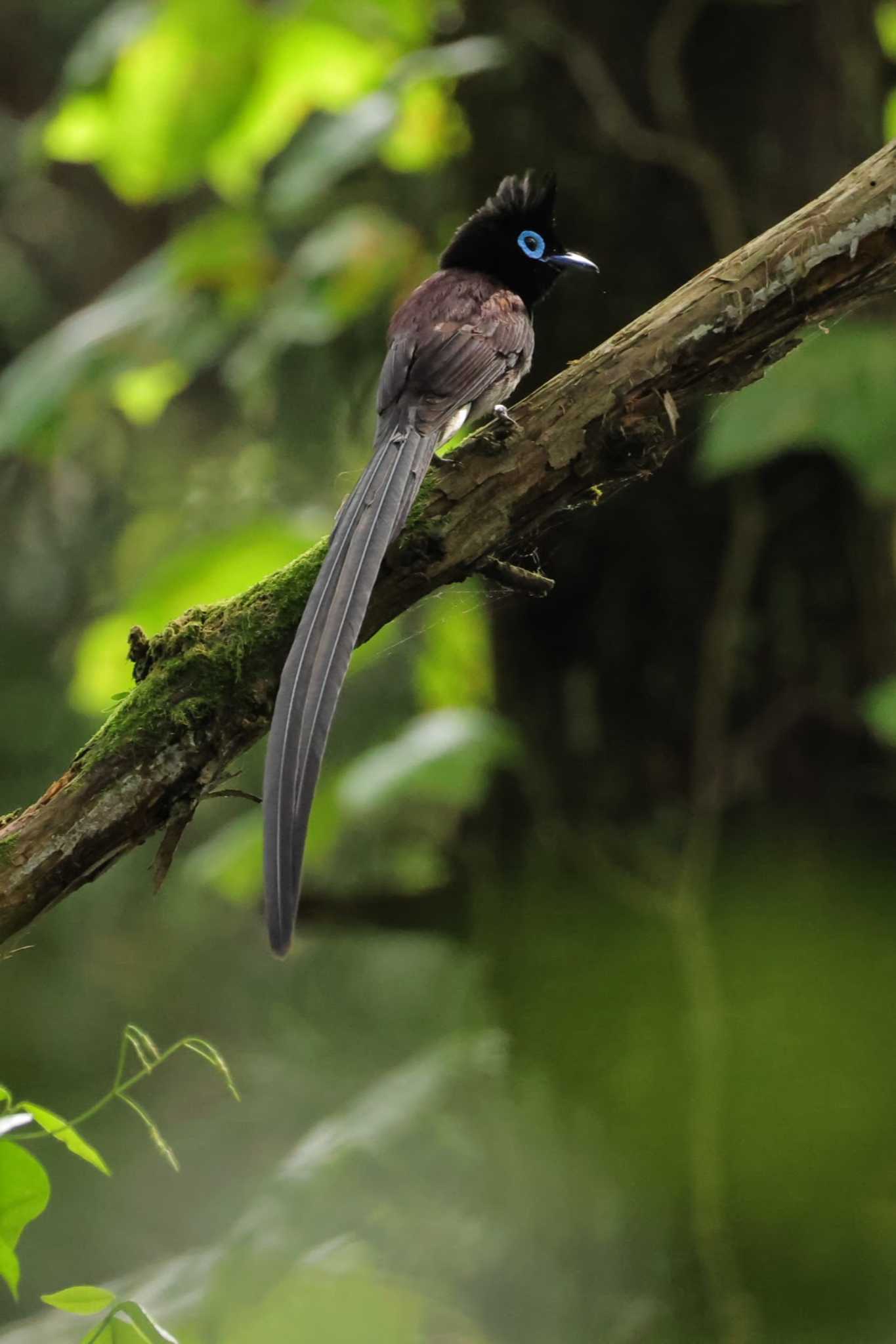 Photo of Black Paradise Flycatcher at 日高市 by minomushibouz