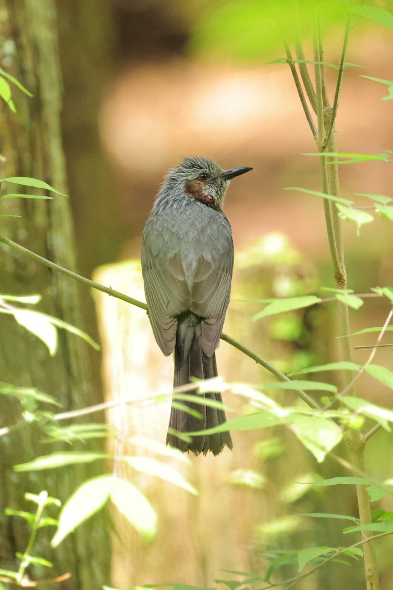 Photo of Brown-eared Bulbul at 日高市 by minomushibouz