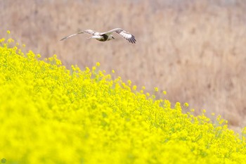 Rough-legged Buzzard 利根川 Sun, 2/25/2024