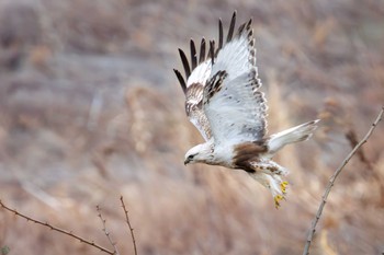 Rough-legged Buzzard 利根川 Sun, 2/25/2024