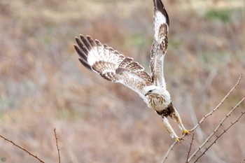 Rough-legged Buzzard 利根川 Sun, 2/25/2024