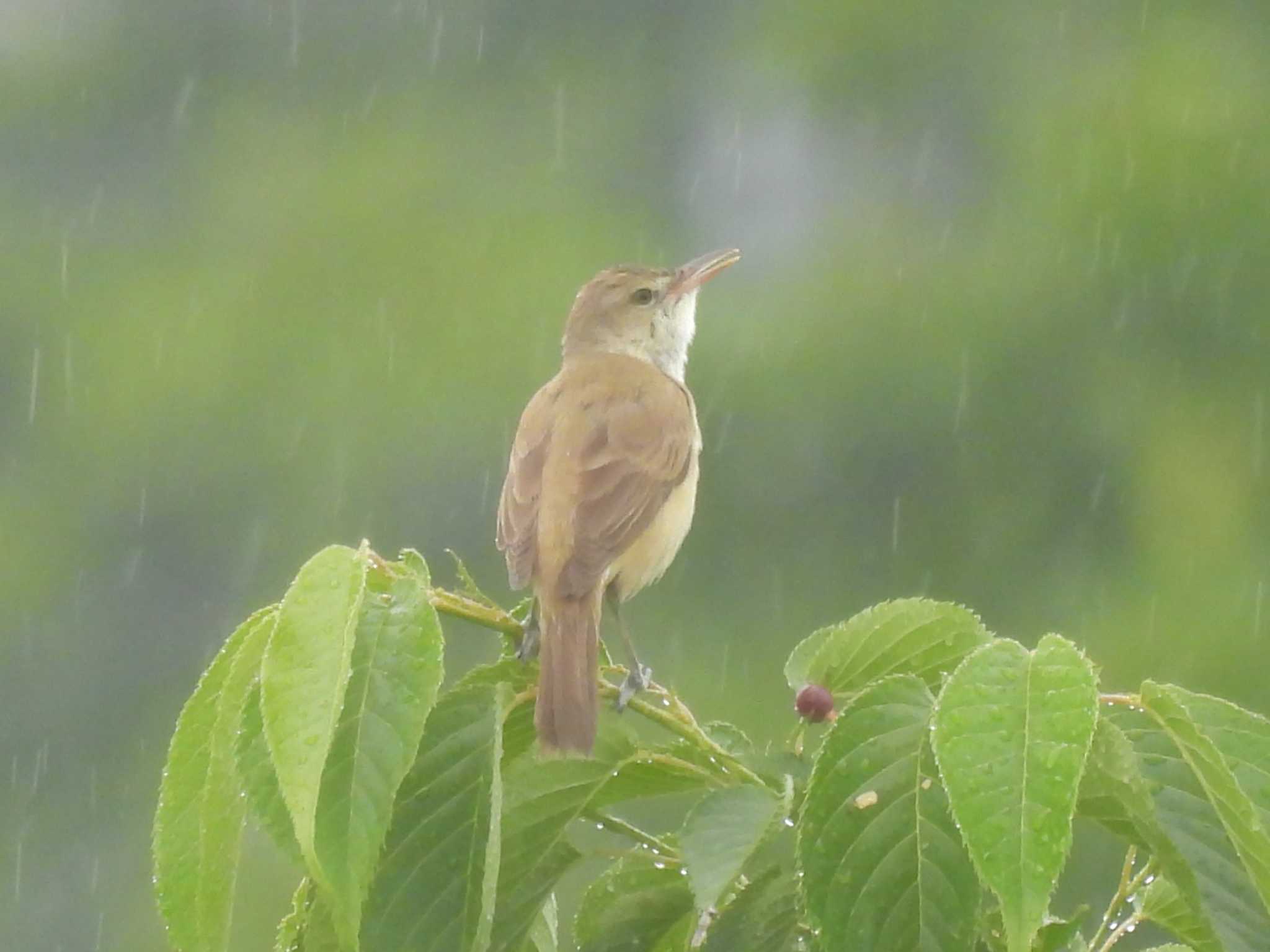 オオヨシキリ