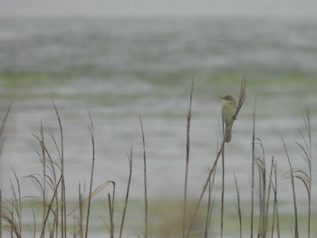 2024年5月20日(月) 谷津干潟の野鳥観察記録